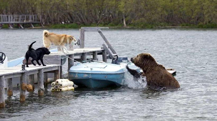 GALERIE FOTO. Doi câini au pus pe fugă un grizzly flămând