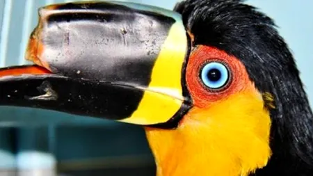 Un tucan mutilat a primit șansa unui nou început. Cum au rezolvat cercetătorii problema păsării
