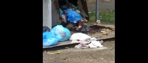 Locuitorii unui cartier din Ploiești, terorizați de șobolanii care au invadat tomberoanele de gunoi neridicate. Medicii avertizează asupra  pericolului îmbolnăvirii oamenilor