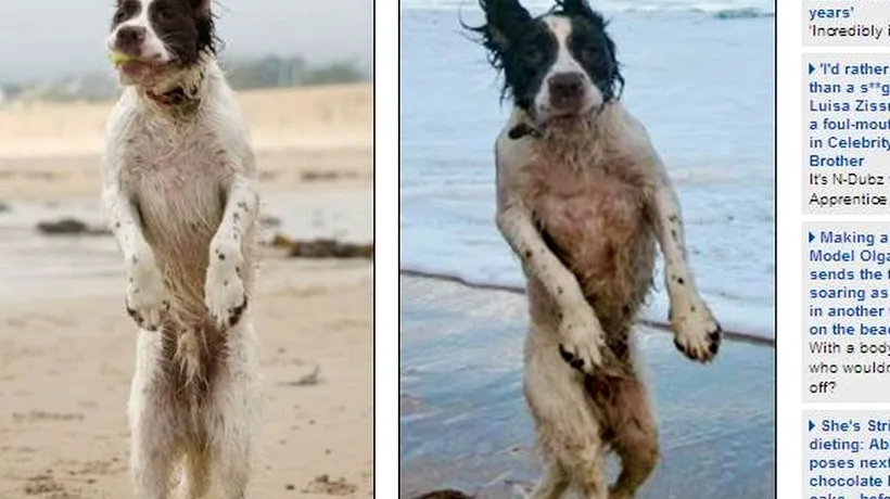 Povestea lui Benny, câinele din Marea Britanie ajuns vedetă pe Internet