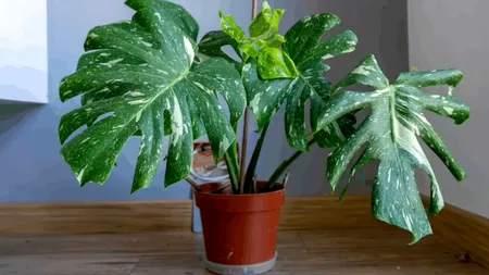 Expert în horticultură. Cum alegem locul plantelor decorative în casă