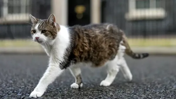 Primul motan al Marii Britanii a împlinit 15 ani. Larry este cea mai importantă pisică politică