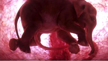 Imagini emoționante. Mamifere, surprinse în pântecele mamelor lor cu ajutorul tehnologiei de ultimă generație. GALERIE FOTO