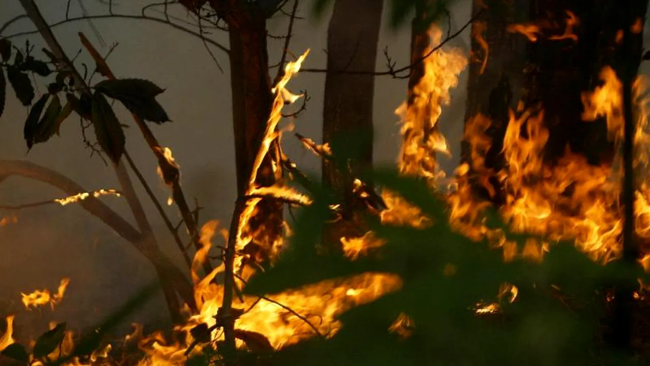 Incendiu puternic într-o pădure din Galați: Zeci de hectare au fost cuprinse de flăcări
