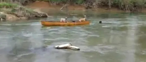 VIDEO. Cum își salvează un câine doi prieteni din mijlocul apei