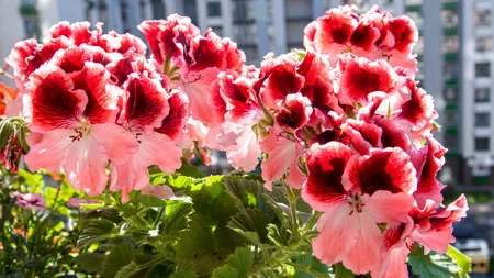 Când se scot MUȘCATELE afară primăvara. Ce trebuie să știi despre îngrijirea lor