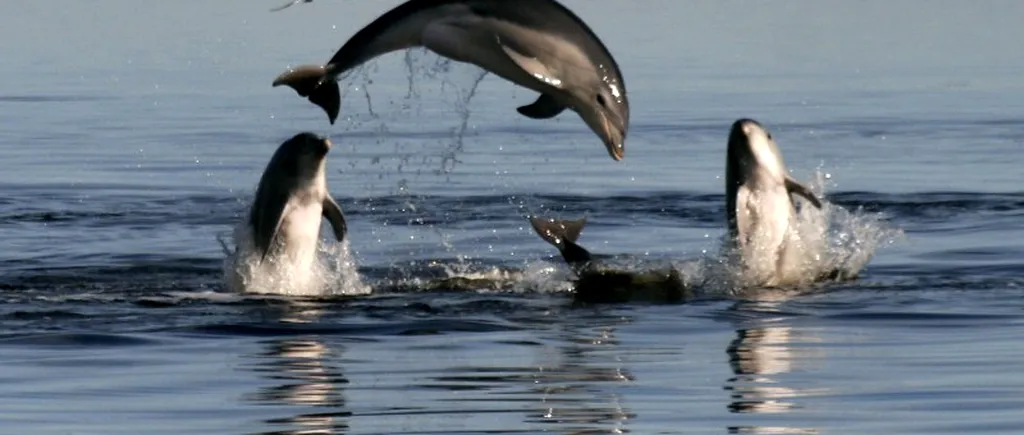 Cercetătorii au descoperit o nouă specie de delfini