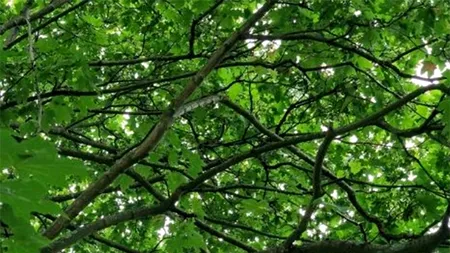 Test de perspicacitate | Găsiți papagalul ascuns în această iluzie optică virală