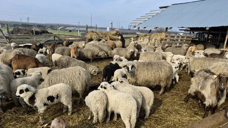 Zeci de miei suspecți de pestă au dispărut fără urmă în Alba. Anunțul Autorității Sanitar-Veterinare