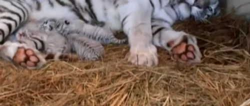 Patru pui de tigru alb s-au născut într-o grădină zoologică