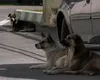Tată și fiică, ATACAȚI de o haită de câini într-o pădure din județul Cluj. Gestul făcut de bărbat, pentru a-și proteja copilul