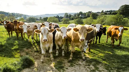 Vaccin anti-flatulență pentru vaci: Jeff BEZOS a investit peste 9 milioane de dolari pentru o soluție la problema emsiilor de gaz metan