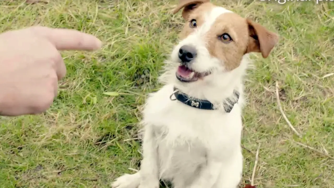 Efecte speciale. Cum sunt făcuți câinii blânzi să pară niște fiare în filme