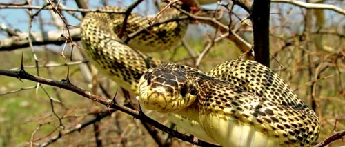 Cum arată balaurul dobrogean, regele șerpilor din România