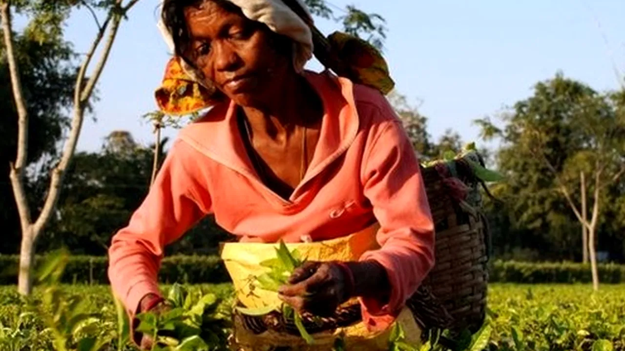 Angajații unei plantații de ceai din India și-au ucis șeful, pe fondul unor dispute legate de salarizare