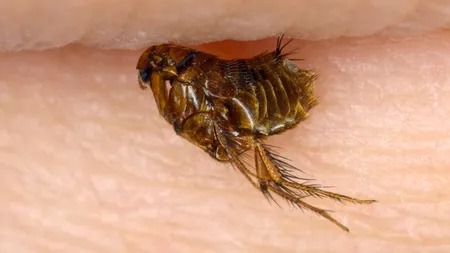 S-a înregistrat primul caz de CIUMĂ, din ultimii 8 ani. Pacientul s-ar fi infectat de la un purice, găzduit de o pisică