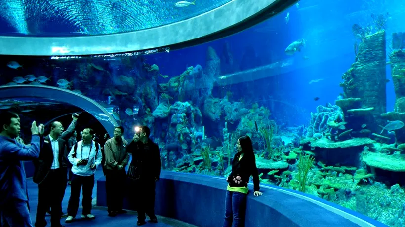 Record Guinness: Cel mai mare acvariu din lume, inaugurat în China