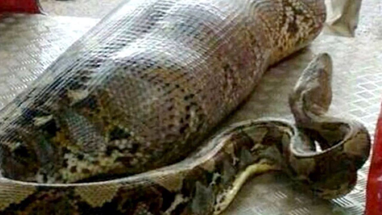 „Un bețiv a fost înghițit de un piton