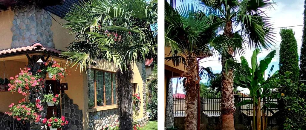 Oază exotică în Teleorman. GRĂDINA cu palmieri face furori pe rețelele de socializare: Mulți nu cred că grădina este în România