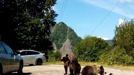 Locuitorii din Harghita și Covasna, terorizați de urși modificați genetic