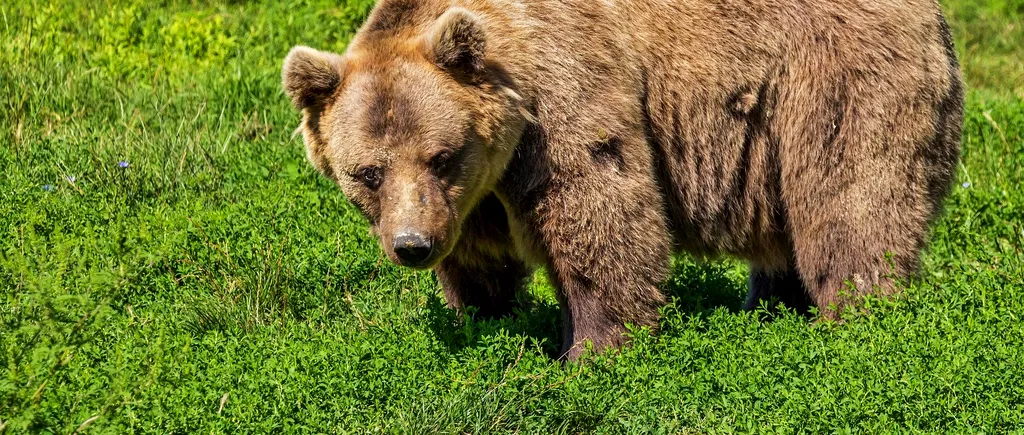 Primele imagini cu ursul din pădurea de lângă Iași. „Prezența animalului în pădurea Dobrovăț a devenit o certitudine”