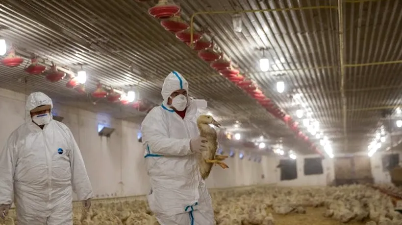 Masacrul prin care autoritățile din Olanda au încercat să scape de gripa aviară