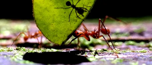 Greierele a fost răzbunat. Adevărul despre furnici: până la 60% dintre ele sunt leneșe și nu fac nimic
