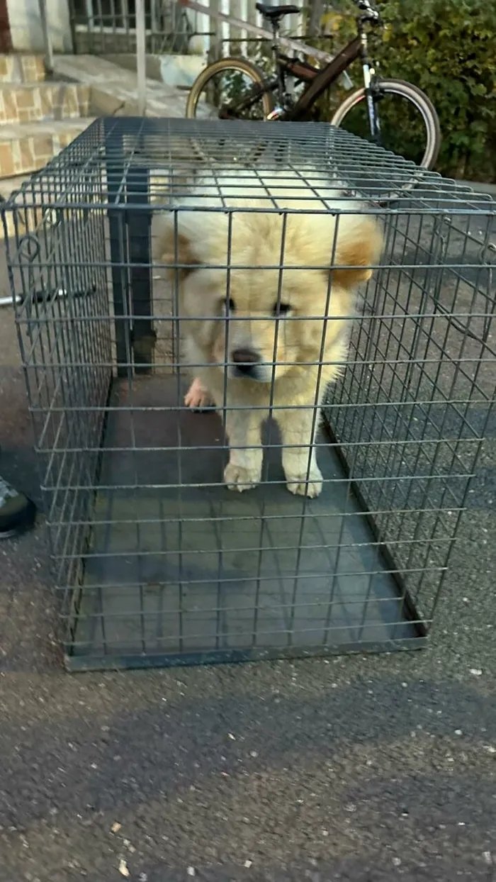 zoofil Poliția Capitalei face percheziții în cazul unui bărbat, suspectat de  ZOOFILIE. Câinele individului a fost plasat în grija ASPA