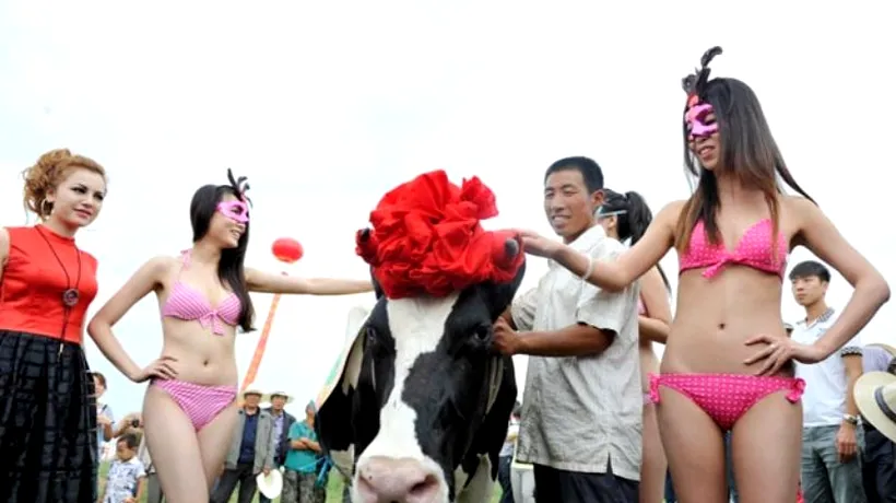 China a organizat primul concurs de frumusețe pentru vaci