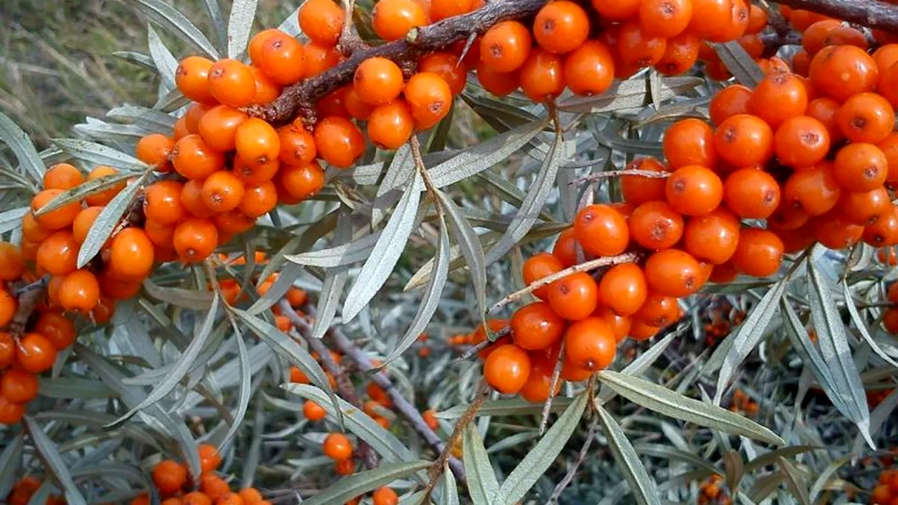 Recomandări pentru sezonul rece. Cătina are efecte „miraculoase