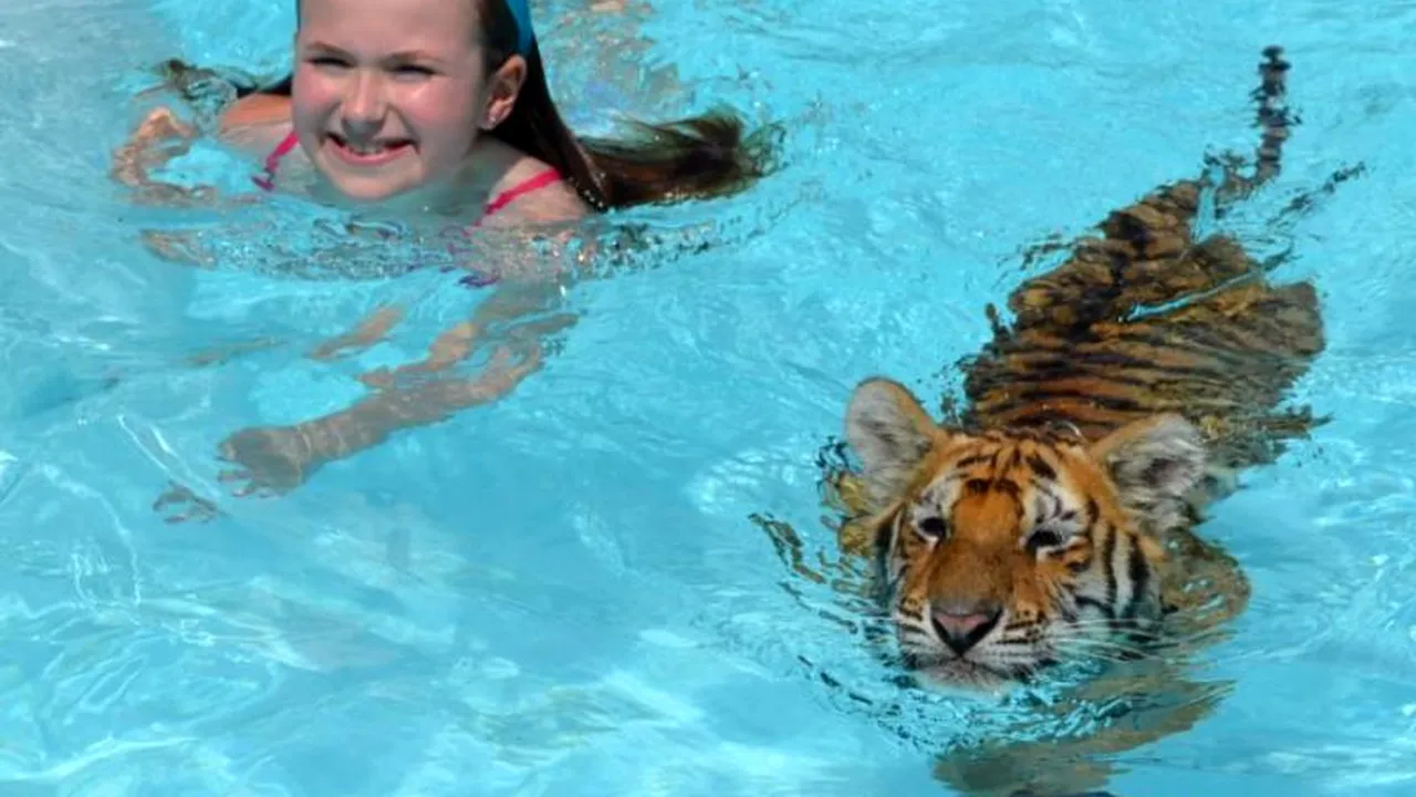 Cât costă să înoți alături de un tigru. GALERIE FOTO