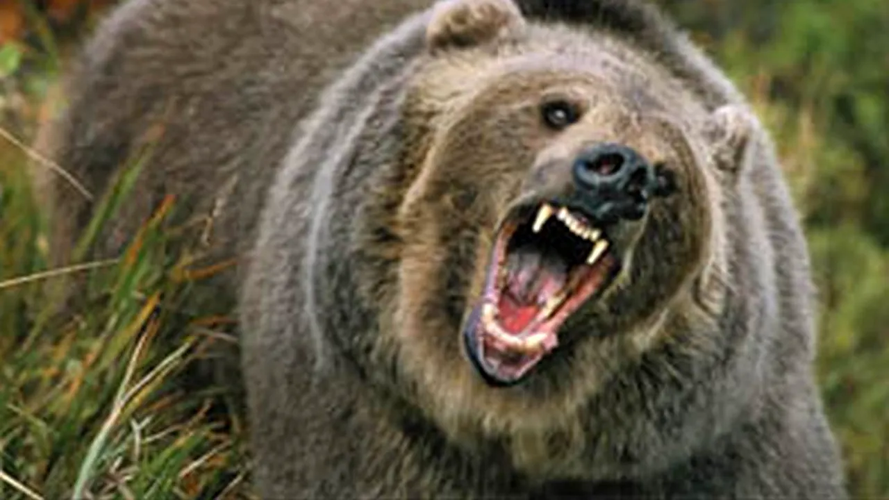 Bărbat ATACAT DE URS la o stână din Petroșani. Victima va fi supusă mai multor intervenții chirurgicale