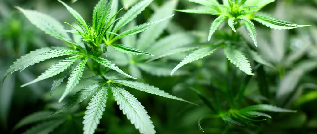 Malta devine prima ţară din Europa care permite cultivarea şi deţinerea de cannabis pentru uz personal