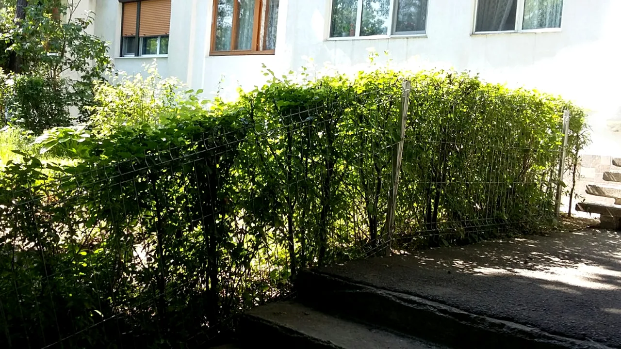 Scandal incredibil la Galați: sute de asociații de proprietari, somate de Primărie să plătească gardul viu primit gratuit acum 4 ani. Și penalități