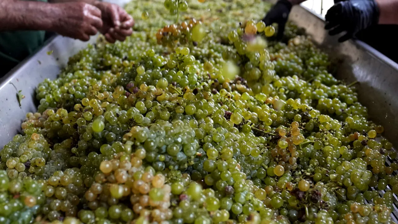 Antreprenor italian în domeniul vinurilor: „Fără ajutorul migranților, am vinde bulgări de pământ” / Ce părere are despre români