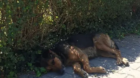 Întâmplare ca în filme: Un câine își așteaptă stăpânul în fața spitalului de zile în șir (FOTO)