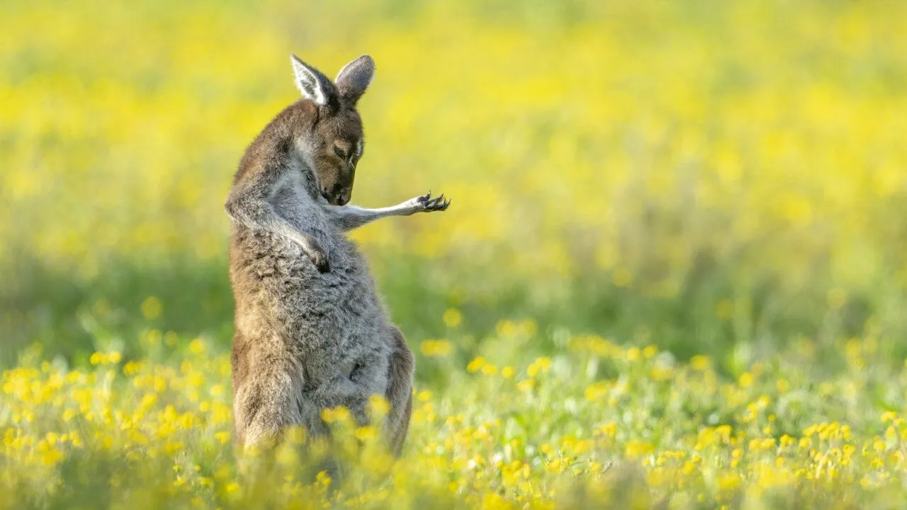 GALERIE FOTO | Comedy Wildlife Photo: Cele mai amuzante fotografii cu animale de anul acesta au fost desemnate