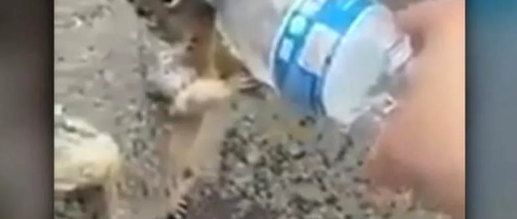 O veveriță însetată „cere” apă unui copil! Momentul a fost filmat, iar imaginile au devenit virale (VIDEO)
