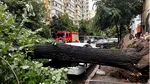 Copacii din București cad secerați la fiecare furtună de sezon. Mașinile nu sunt în siguranță în nici o parcare publică