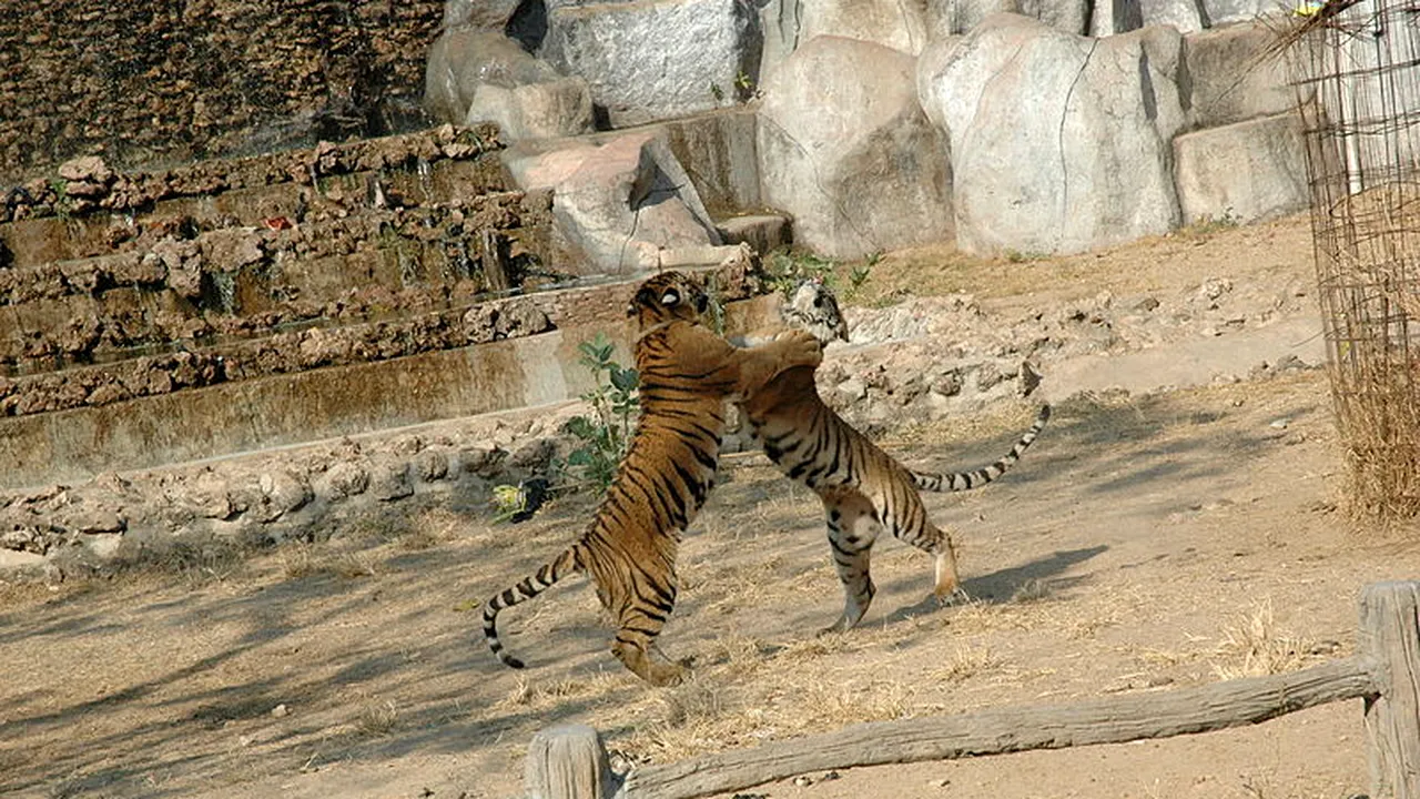 Descoperire macabră în Templul Tigrilor din Thailanda. Ce era în congelatorul din clădire