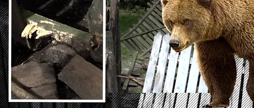 Un urs a făcut prăpăd în mai multe gospodării din Argeș, iar oamenii sunt îngroziți (VIDEO)