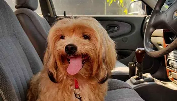 Un bărbat a început să PLÂNGĂ, după ce a găsit un câine abandonat cu un bilet prins la zgardă. Care era mesajul emoționant