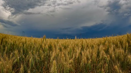 România sfidează SECETA. Producția de grâu, mai mare în 2024