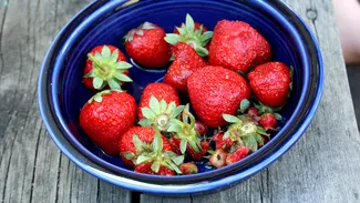 Apar primele căpșuni românești. Cât costă un kilogram