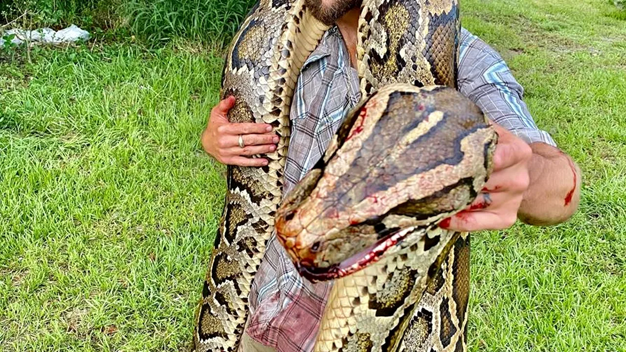 INTERNAȚIONAL. Piton de 5,18 metri, capturat în Florida. Atenție, imagini VIDEO șocante!