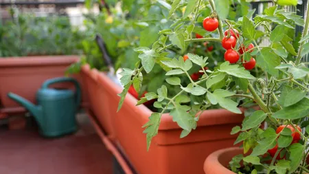 Ce pomi fructiferi pot fi crescuți pe balcon. Emană un parfum plăcut și au nevoie de cel puțin 6 ore de lumină pe zi