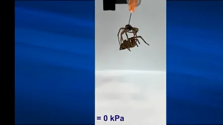 Oamenii de știință transformă păianjenii morți în „necroboți”. Cum funcționează mecanismul