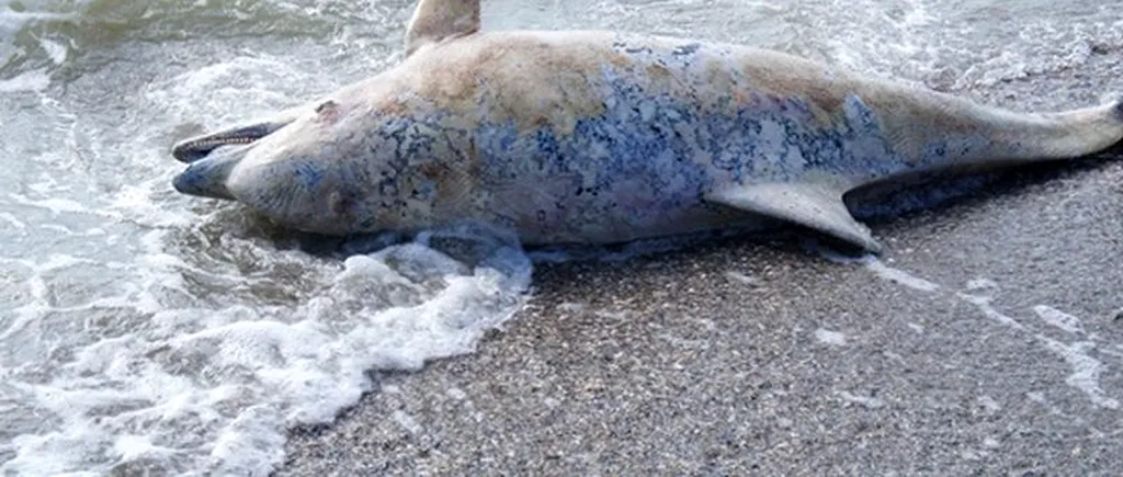 Marea Neagră rămâne fără delfini. Peste 100 au eșuat doar în ultimul an, pe litoralul românesc