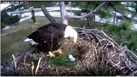 VIDEO. Doi vulturi din Florida au generat 19 milioane de vizualizări pe internet