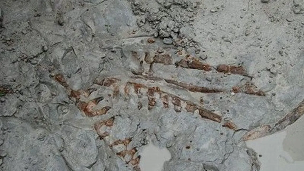 Descoperire fără precedent în SUA. Era regele mărilor